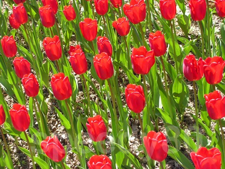 Tulipes rouges