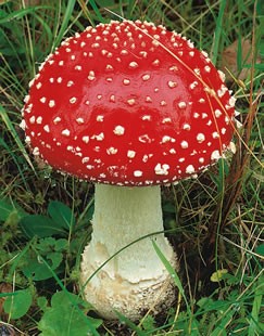 Champignon