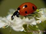 Coccinelle