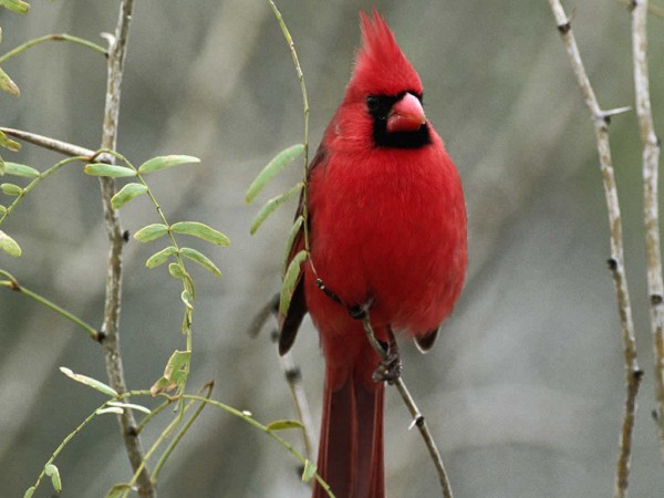 Oiseau rouge