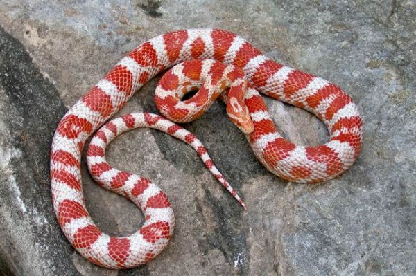 Serpent rouge