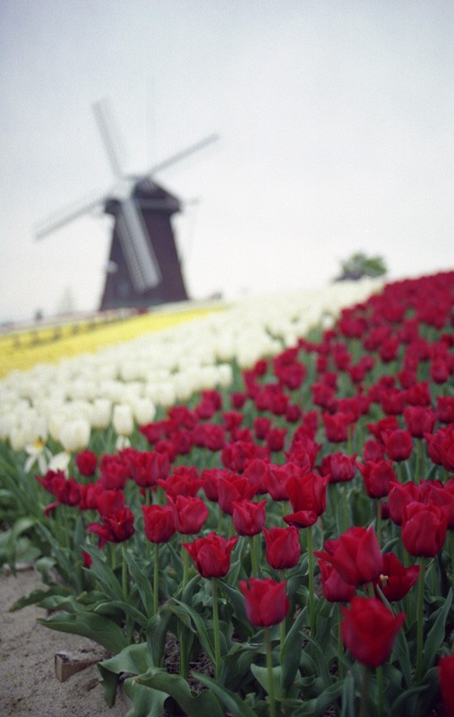 Fleurs rouges