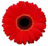 Gerbera