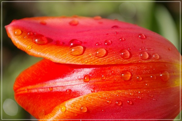 Tulipe rouge