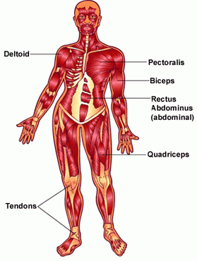 Corps et muscles