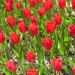 Tulipes rouges