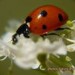 Coccinelle