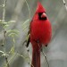 Oiseau rouge